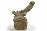 Sauropod (Camarasaurus) Caudal Vertebra - Wyoming #305154-6